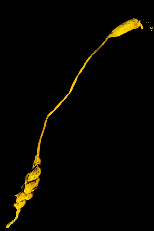 Psilopilum cavifolium